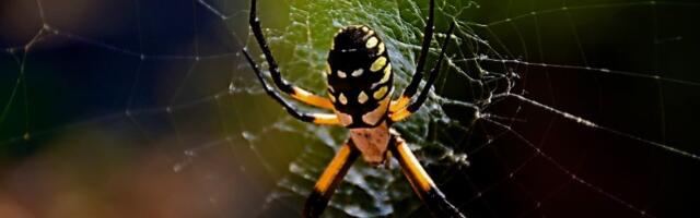 U pećini otkrivena paukova mreža sa više od 100 m2