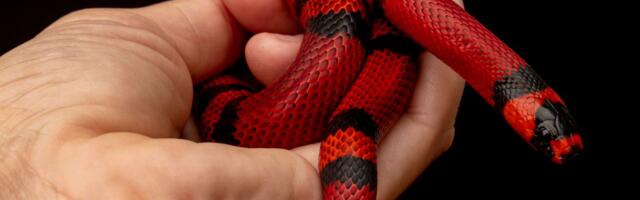 Mlečna zmija posle 15 meseci nađena kod komšije: Nestali ljubimac krio se na NEVEROVATNOM MESTU