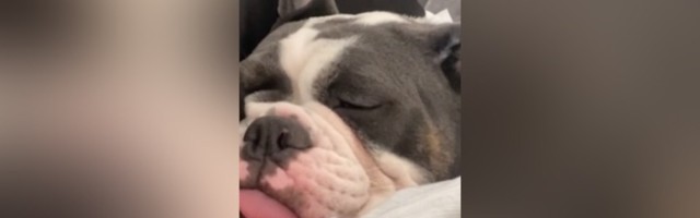 Buldog zahrkao, pa "posvađao" ukućane (VIDEO)