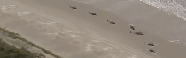 500 dobroćudnih džinova umire na obalama, sve koji spasu ponovo upadaju u zamku!