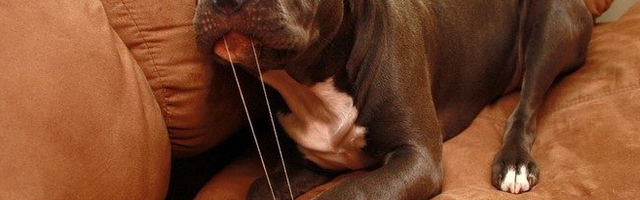 Kako da zabavite vašeg psa za vreme karantina