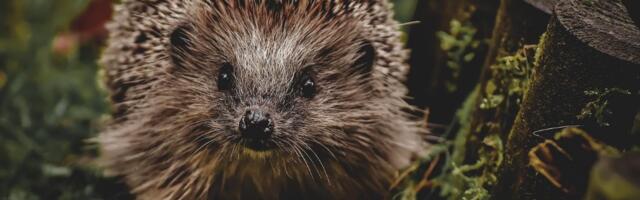 Otvoren centar za spasavanje ježeva u Engleskoj