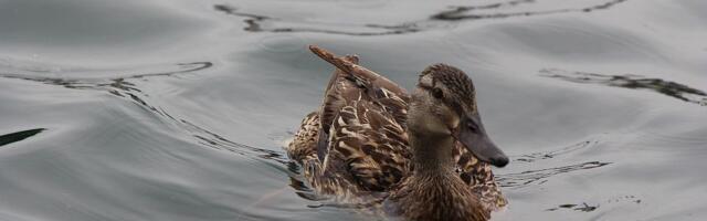 I početak proleća u Novom Sadu promenljivo oblačan