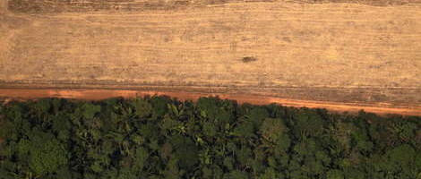 Amazonska prašuma za 18 godina izgubila površinu jedne Španije