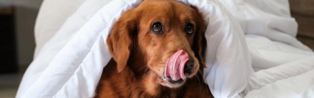 Znate li šta znači ako vam pas liže ruku? Nije ono što mislite