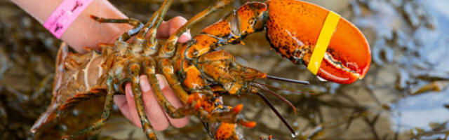 Крађа током транспорта: Нестала пошиљка јастога вредна 400.000 долара