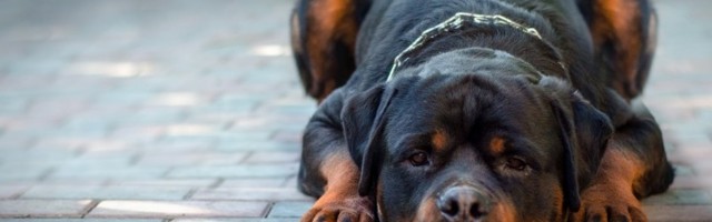 Vređao psa: Sud mu zabrano ljubimce pet godina