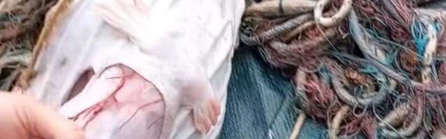 "OVAKVO NEŠTO NISAM NIKAD VIDEO" Đani ulovio ribu, a kad je rasporio - DOŽIVEO ŠOK: Nažalost... (VIDEO)