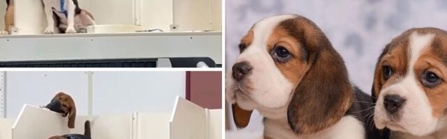 Sa ozloglašene farme Ridglan spasen 31 bigl: Policija presrela aktiviste, osam pasa vraćeno u pakao