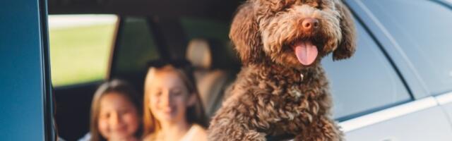 Putovanje sa ljubimcima lakše nego ikad: Srbija na važnoj EU listi