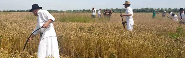 Ovako se nekada kosilo: Mužlja organizuje tradicionalni „Žetelački dan“
