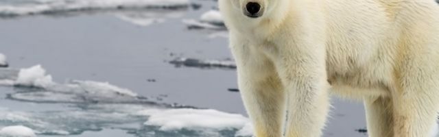 Polarni medvedi će nestati do 2100. godine