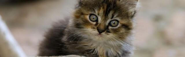 Mače preživelo sedmodnevno putovanje kamionom iz Turske u Nemačku