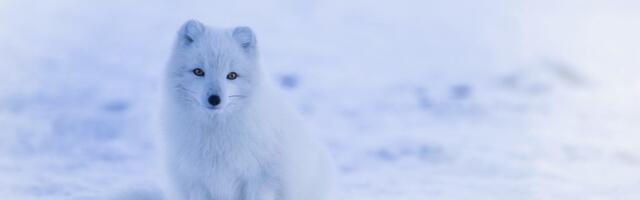 Robin Hud iz Kazahstana (VIDEO)