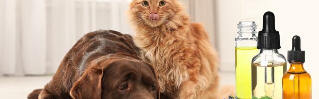 Skrivena opasnost u domu: Eterična ulja koja nikako ne bi trebalo da koristite u blizini psa