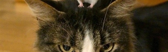 OVO SU PRAVI TOM I DŽERI! Dosadni miš baš rešio da iznervira jednu mačku!