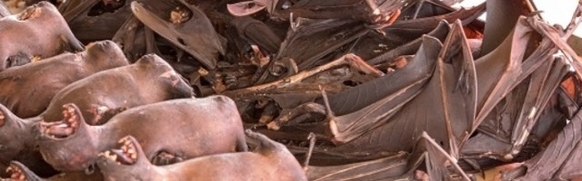 Trgovina životinjama predstavlja opasnost čak i kada je legalna, a niko ne obraća pažnju na ovaj detalj!