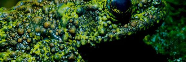 Mahovinska žaba - najveći majstor kamufliranja