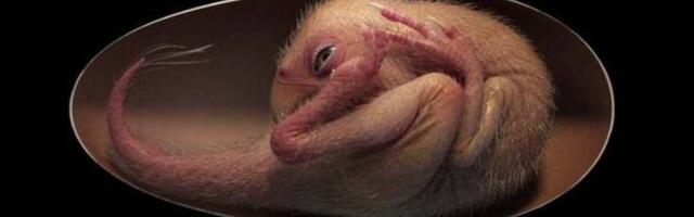 Savršeno očuvani embrion dinosaurusa otkriven u fosilizovanom jajetu