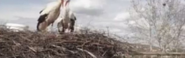 Klepetan se vratio Malenoj, a svi mislili da je uginuo (VIDEO)
