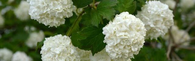 "Sija" u dvorištu: Posadite na vreme