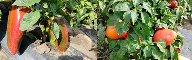 Ljuta paprika iz Lazareva: Solidan rod a kvalitet iznad očekivanja