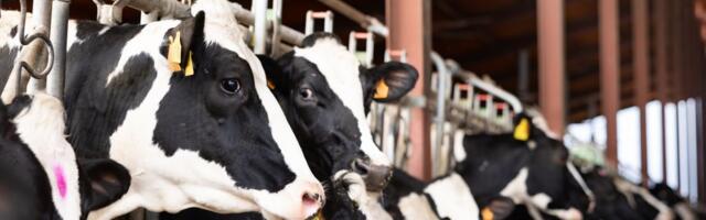 "Nisam znala kako izgleda krava": Jovana se iz grada vratila na dedovinu - ima 100 grla i svoju proizvodnju