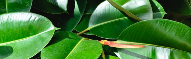 Proglašena je biljka 2026. godine: "Usisava" otrove iz vazduha, sad je svi žele u dnevnim sobama