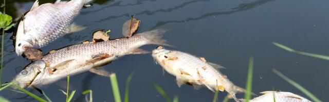 POMOR RIBE U DUNAVU Bagerom izvlače ogromne šarane, mrtav i som od 2,4 metra! Svi se pitaju šta se dešava?