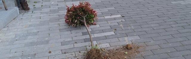 U Vlasotincu počupane sadnice i ostavljene na šetalištu