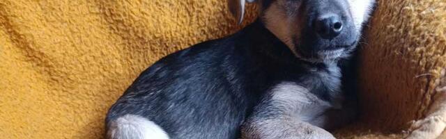 Udomi, ne kupuj: Ako želiš da učiniš dobro delo i dobiješ vernog prijatelja – Lucky te čeka