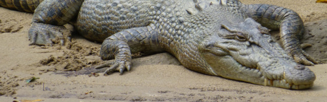 Otvorio vilicu krokodilu i tako pobegao iz njegovih čeljusti