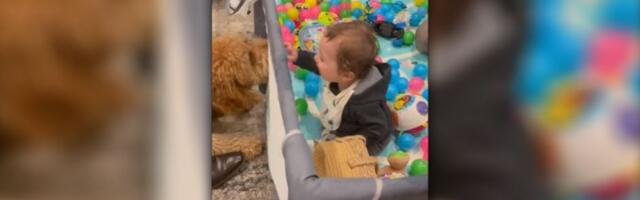 Beba i pas "odlepili": Svi gledaju njihovu igricu (VIDEO)