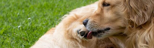 Da li je vaš pas genije? Otkrijte 5 najinteligentnijih rasa na svetu (FOTO)