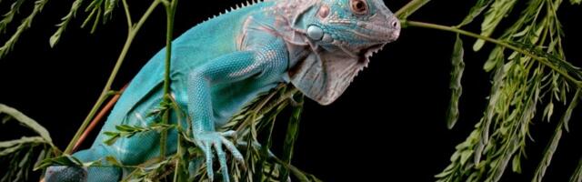 ŠOK PRIZOR: Iguane PADAJU sa drveća usled niskih temperatura (VIDEO)