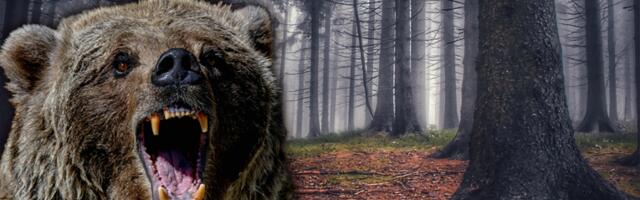 HOROR U POLJSKOJ! Medved ubio ženu dok je razgovarala telefonom sa sinom!