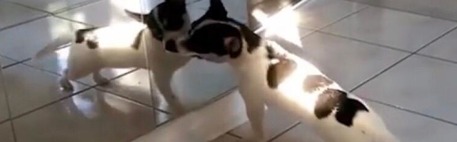 Videli su svoj odraz i reakcije su presmešne! (VIDEO)