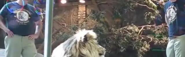 Neverovatni momenat kada je radniku zoo vrta nenadani heroj spasio život