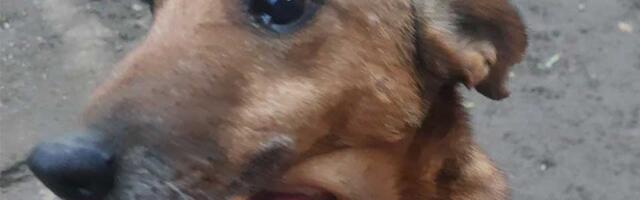 Udomi, ne kupuj: Zovemo je Mrvica jer je toliko malena, ali u njoj kuca najveće srce na svetu