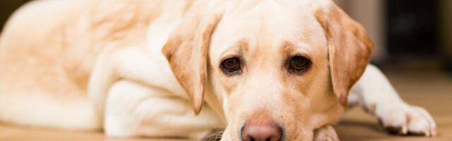 Stručnjak za ljubimce otkriva da OVIH 5 TIPOVA LJUDI nikada ne bi trebalo da imaju psa