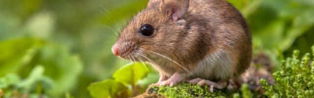 Miševi beže od ovoga: Otkrijte prirodni trik koji ih tera iz doma - glodari nestaju (FOTO)