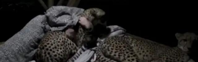 Kako izgleda noć prespavana sa najzadivljujućim divljim mačkama na planeti