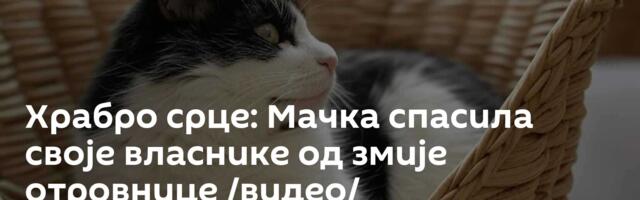Храбро срце: Мачка спасила своје власнике од змије отровнице /видео/