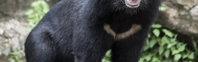 Šokantnih 38 sekundi: Medved napao svog čuvara tokom predstave u safari parku, tek da vidite reakciju publike