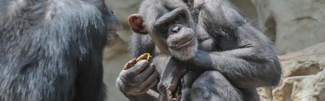Zabeležen prvi „građanski rat“ među šimpanzama: Krvavi sukob dojučerašnjih prijatelja