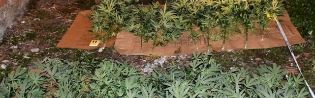 U okolini Niša pronađena improvizovana laboratorija marihuane, uhapšen 39-godišnjak iz Merošine