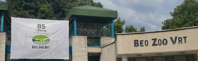 Pobegao kengur u BG Zoo Vrtu (VIDEO)