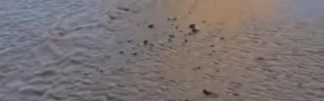 HAVARIJA Pucanje cevi u više ulica, POTOP kod Bogoslovije (VIDEO)