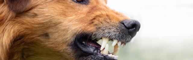 ČOPOR PASA NAPAO DEVOJKU U NIŠU! Horor u gluvo doba noći, hitno prebačena u bolnicu