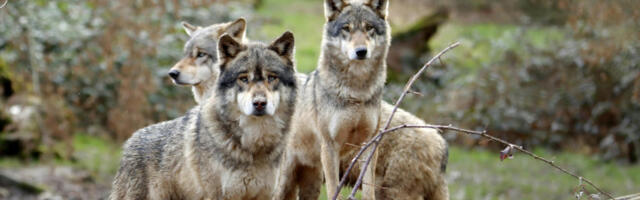 Парк за дивље животиње еутаназирао цео чопор вукова након међусобних напада